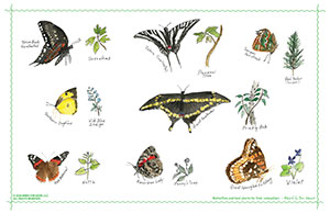 Stewart Butterfly