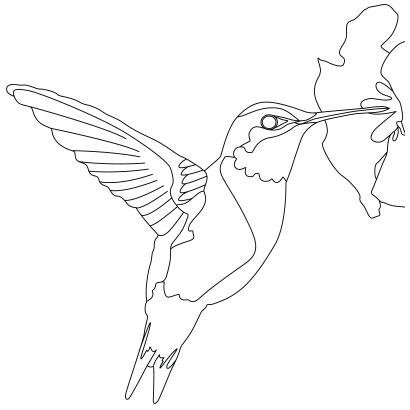 The Ruby-Throated Hummingbird