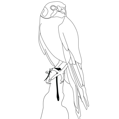 The American Kestrel