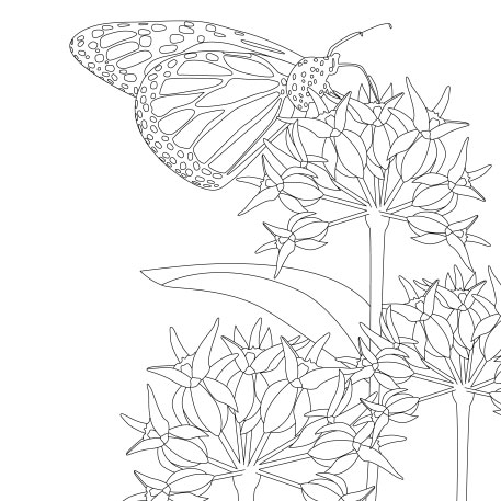 The Monarch Butterfly and Milkweed