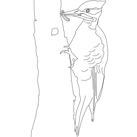 The Pileated Woodpecker