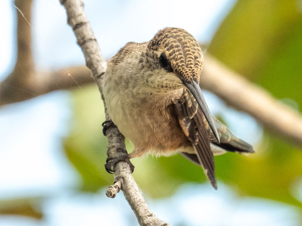Immature Black-chinned hummingbird. Photo credits: Terry Rich. Terry Rich is an ornithologist who leads field trips and gives bird programs in the Boise, Idaho, area. He also writes a weekly column on birds for the Idaho Press.
