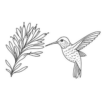 Anna's Humingbird