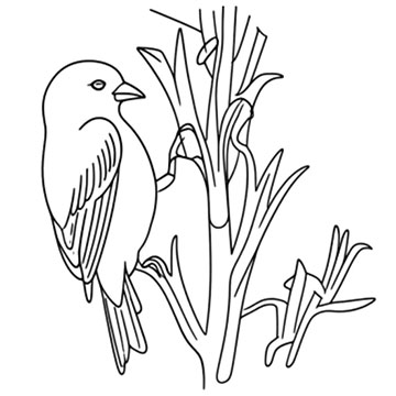 Lesser Goldfinch