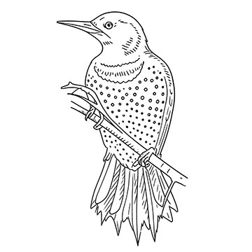 Northern Flicker