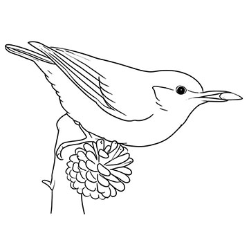 Line drawing of a small songbird perched on a branch beside a cluster of blossoms.