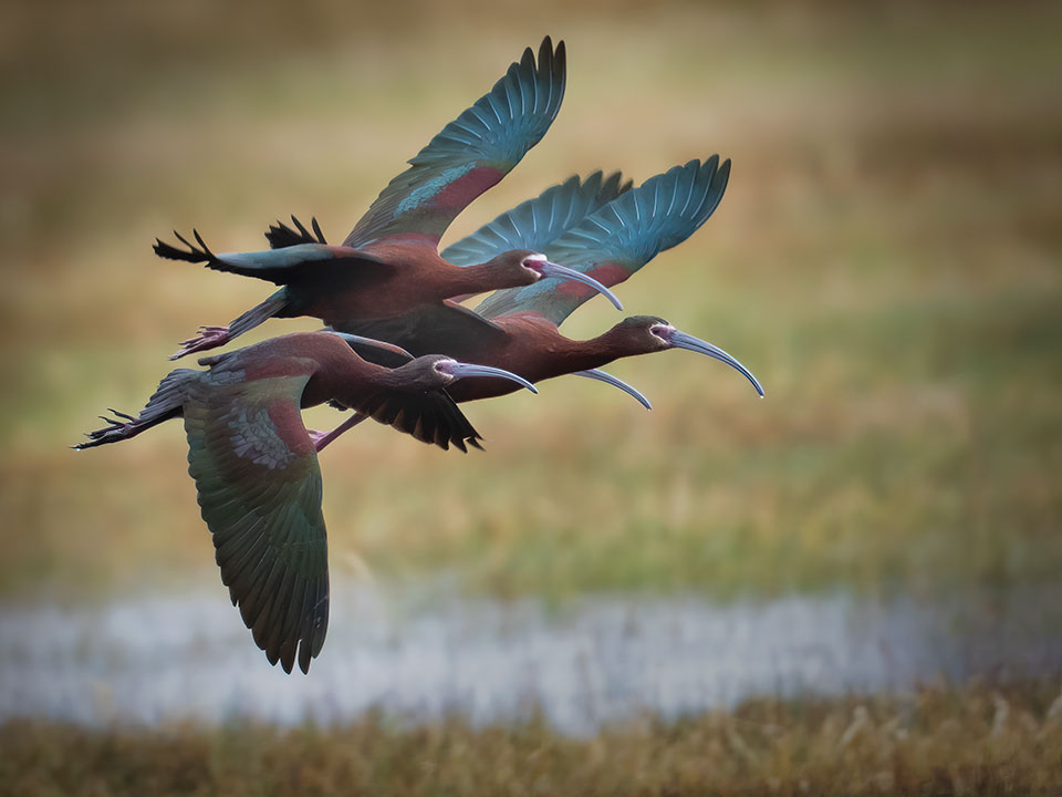 White-faced ibises flying at the Malheur National Wildlife Refuge. Photo credit. Barb Rumer. Barb is passionate about the environment and contributes her talents to Pollinator Pathway, The East Cascades Bird Alliance, the Oregon Natural Desert Association and other causes. She especially enjoys capturing wildlife in their natural habitats.